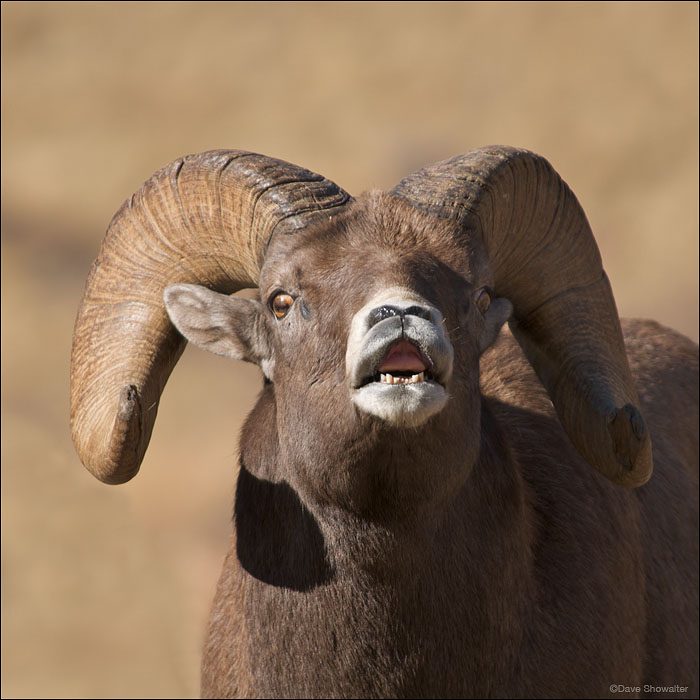 &nbsp;A large bighorn ram curls his upper lip while following a ewe during the autum rut, or mating season. The Georgetown herd...